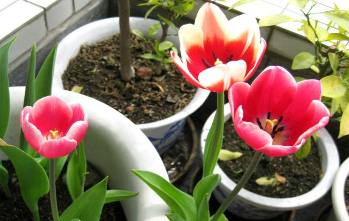 郁金香种球怎么才能发芽,郁金香种球怎么处理才能发芽