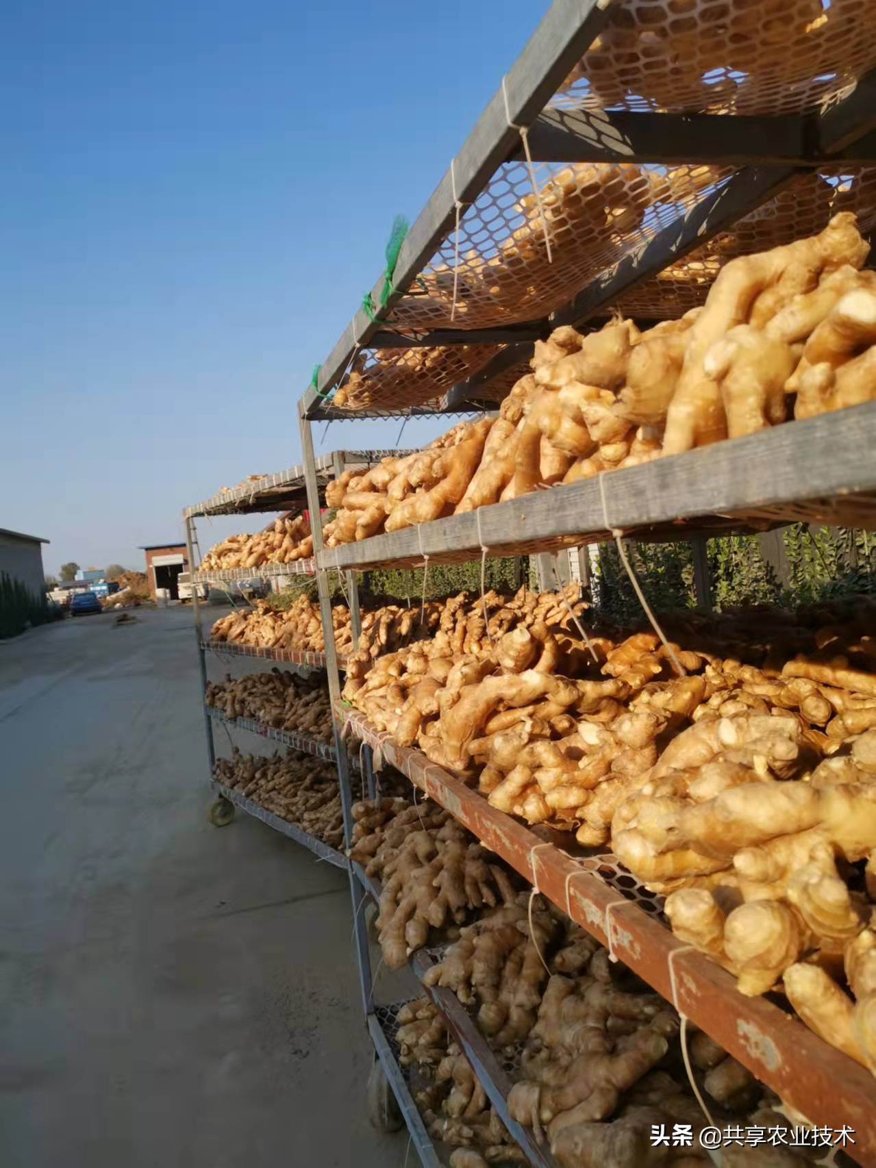 2021年大姜之赌：种姜时赌青苗，青苗时赌圆头，圆头时赌窖储