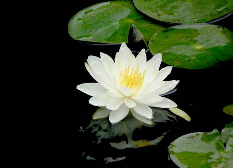 在水一方植物园,在水一方花卉