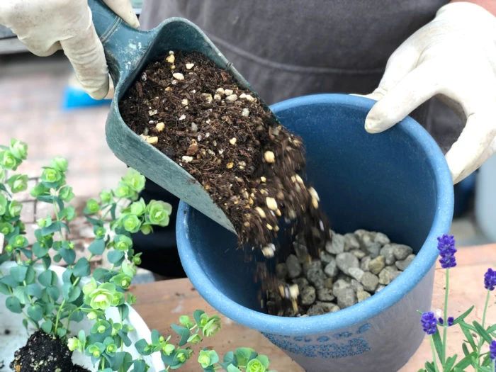 夏季怎样养好马蹄莲花盆栽,马蹄莲叶子枯萎是什么原因造成的