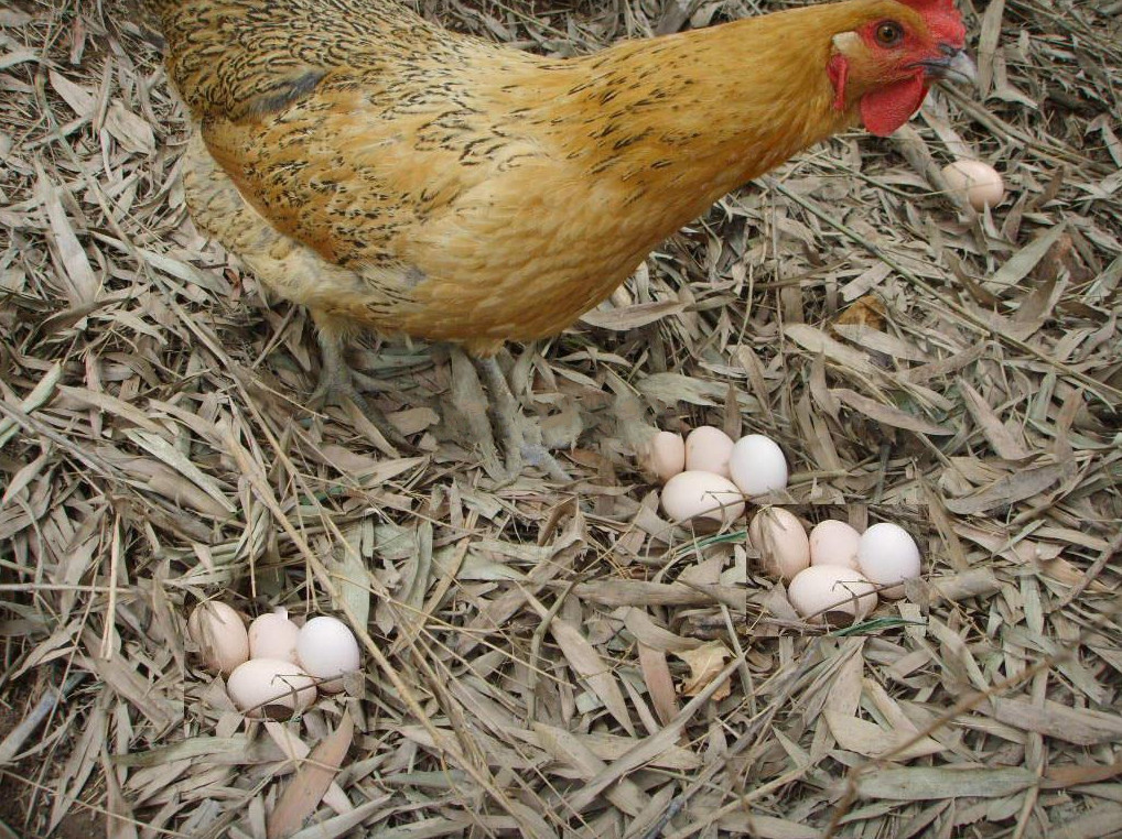 什么样的土鸡蛋质量最好,土鸡蛋贵在哪里