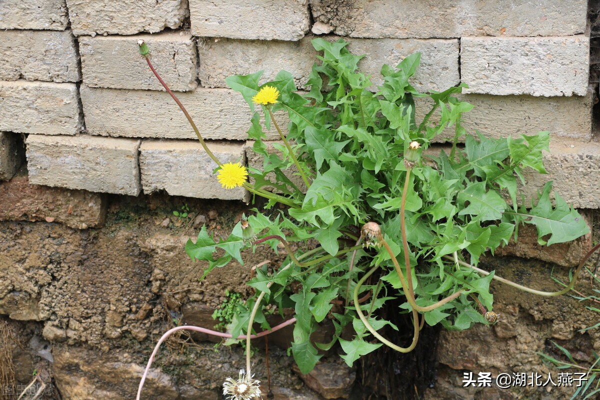 各种可以吃的野菜图片大全及名称 (100种野菜图片大全和名称和吃法)