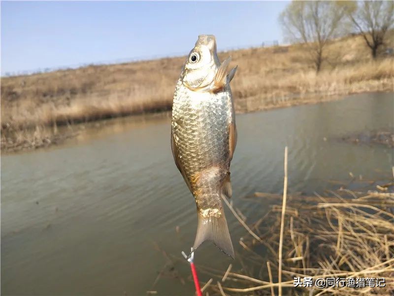 迎着倔强的西南风，抓耳挠腮与网工抢鱼，哪里说理儿去