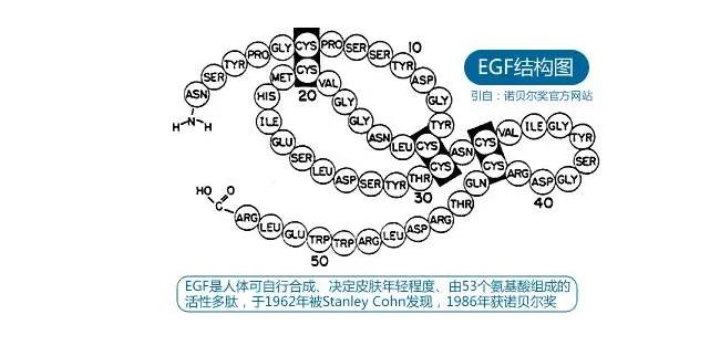 冻干粉egf,egf冻干粉涂脸