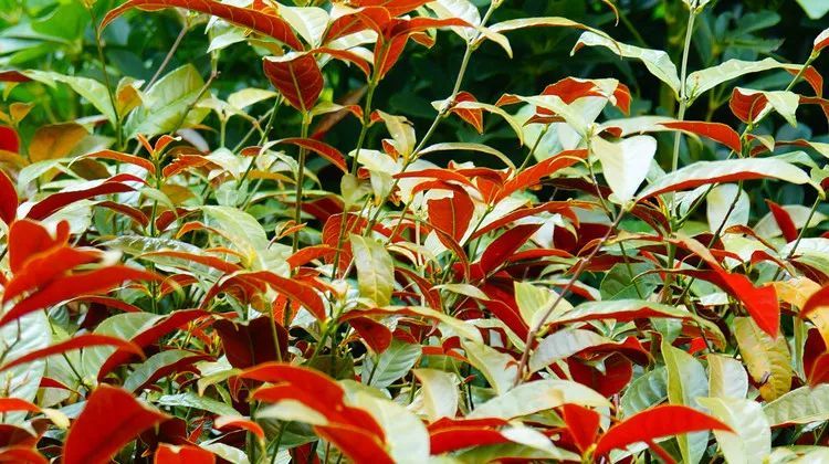 100种常见观叶植物图鉴史上最全,农村常见的100种植物