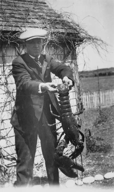 美洲螯龙虾怎么分解,美洲螯龙虾波士顿龙虾