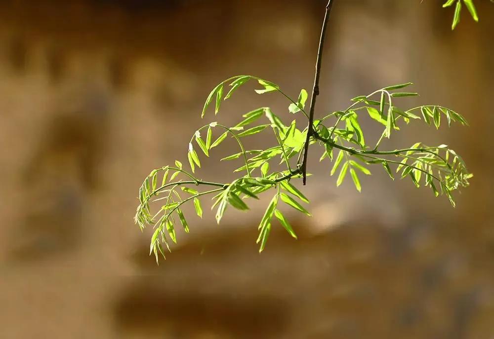 针灸探秘全集,致命穴位针灸