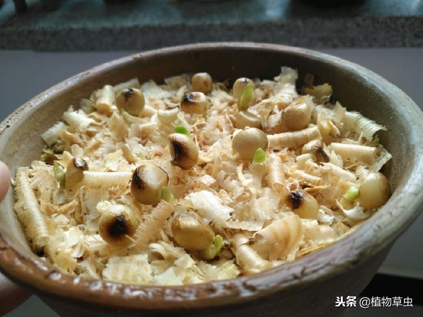 记录君子兰种子发芽的全过程图片,君子兰种子发芽全过程示意图