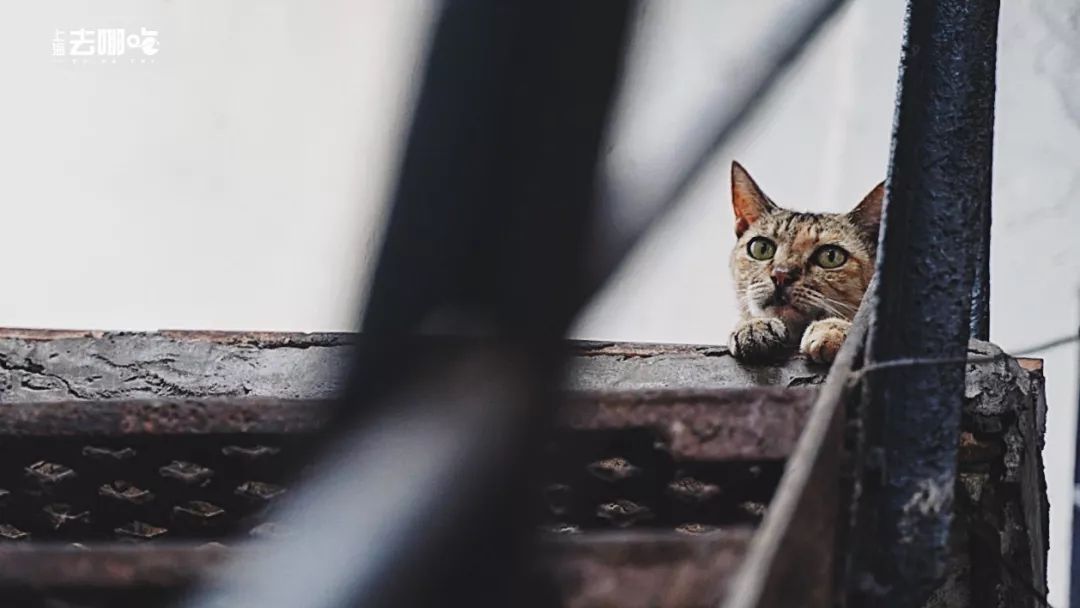 再见老街完整版,再见上海老马路