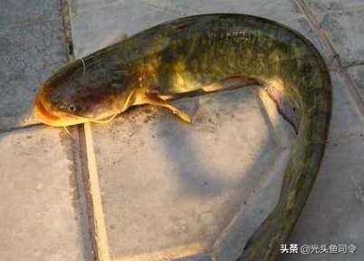 别看这些鱼长得很像，但口味天差地别！钓鱼人十有八九都分不清