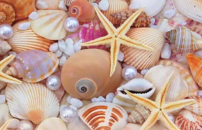 产大珍珠的贝类有哪些,贝类孕育的宝石