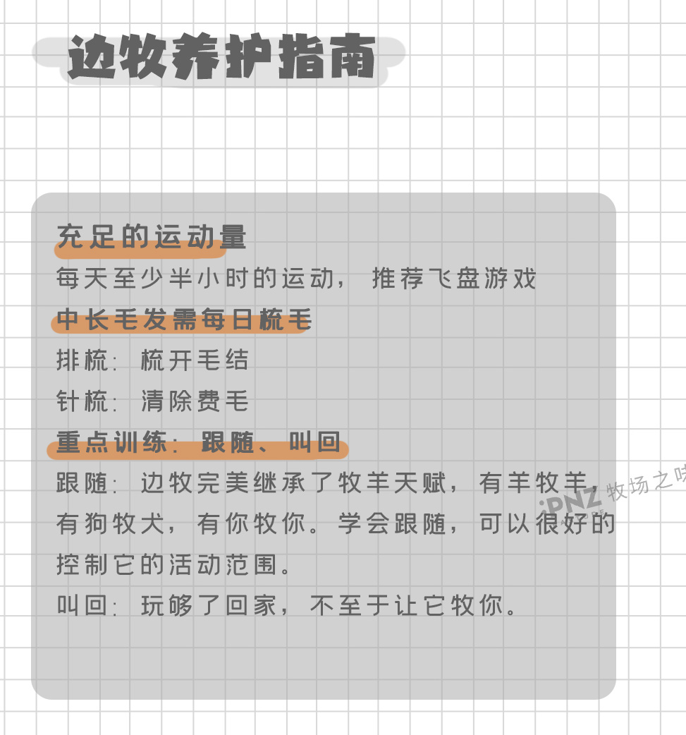 边境牧羊犬掉毛很严重吗,为什么都说边境牧羊犬不是狗