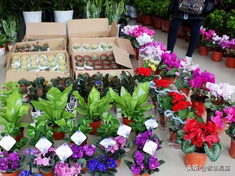 走进中国最大鲜花集散地,中国十大花卉苗木市场