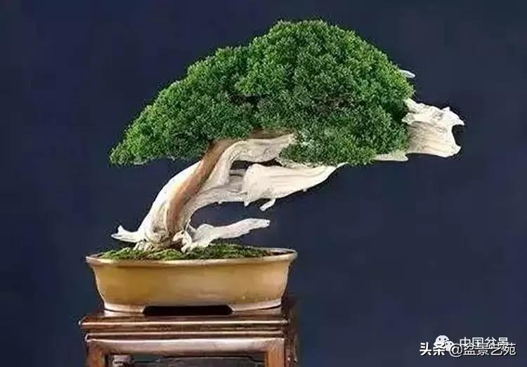 金银花盆景的修剪方法,盆景的修剪知识与技法