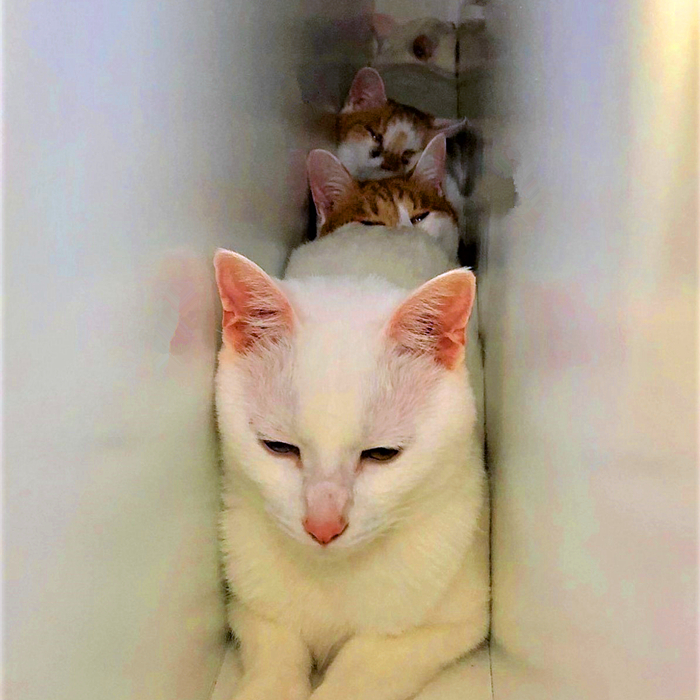 带猫咪回家过年猫咪害怕怎么办,过年带猫回家猫咪特别害怕怎么办