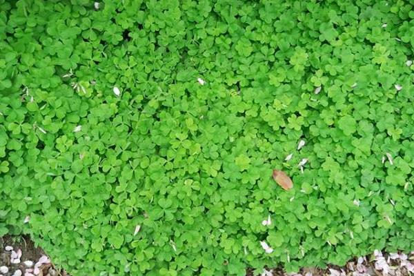 幸运草种子的种植方法和注意事项,幸运草的种子长什么样子