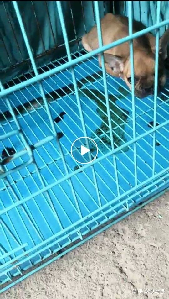 两个月狗细小病毒治疗最佳方案,两个月的法斗感冒初期症状