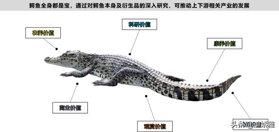 关于鳄鱼的科普知识,关于鳄鱼的科普知识点