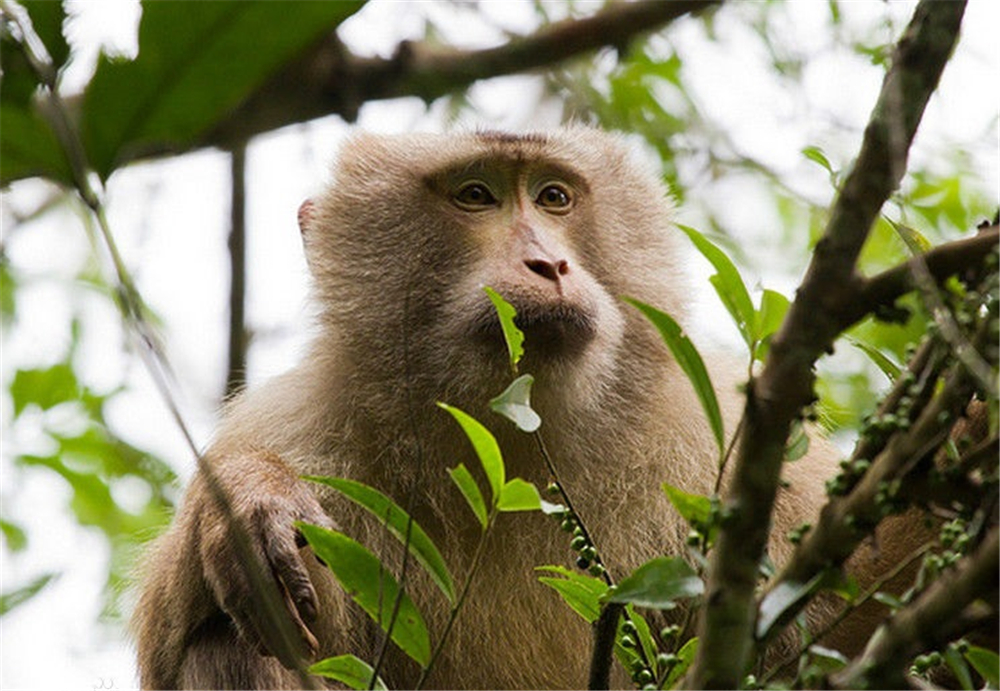 巴松措藏猕猴视频,巴松措猴子