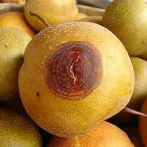 梨锈病防治方法,梨疫病与黑斑病打什么药