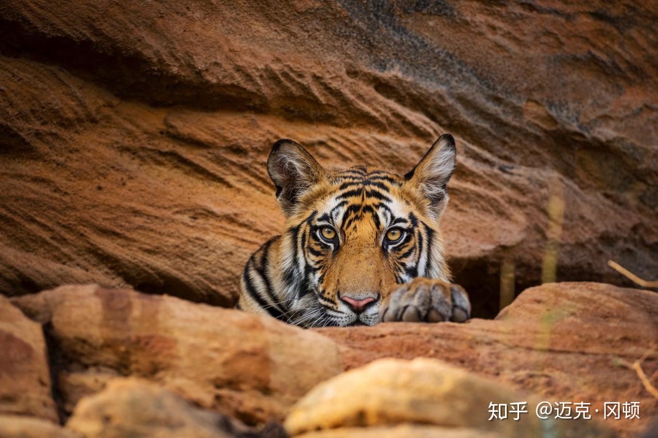 bbc纪录片真正权力的游戏,纪录片王朝权力的游戏