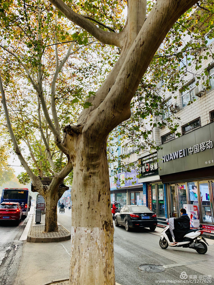 涧西牡丹广场老照片,洛阳牡丹手机拍照