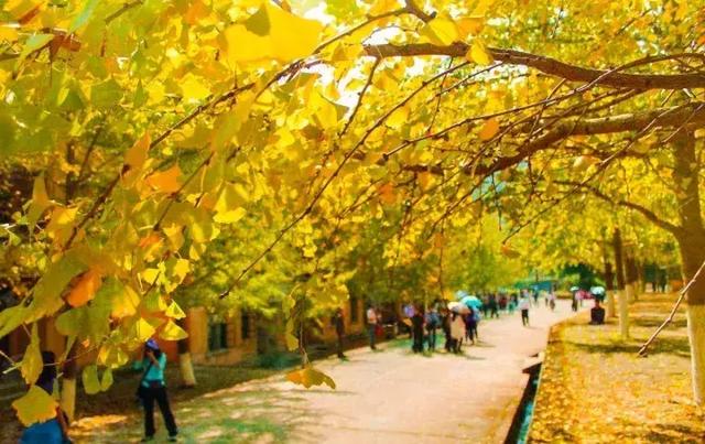 南雄最美银杏,广东美丽的银杏图片