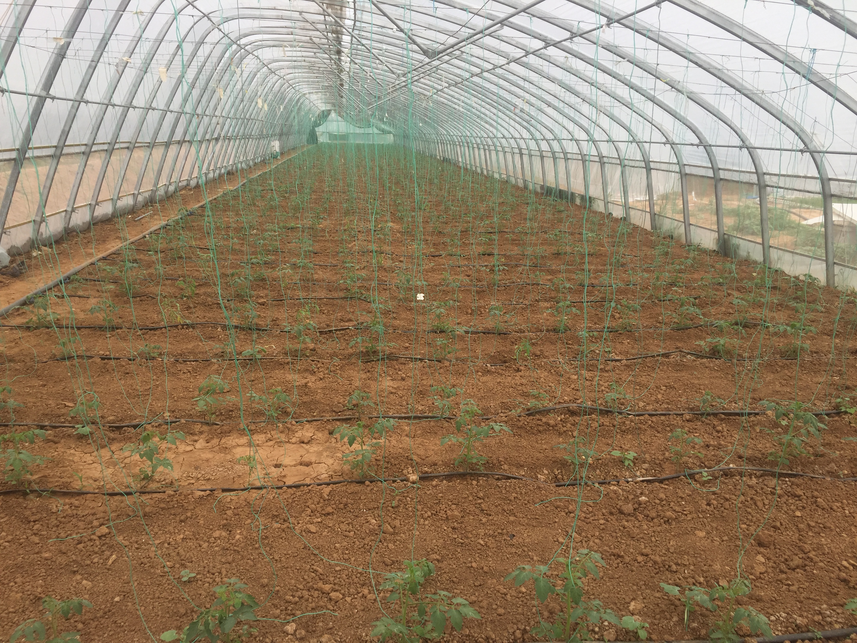 番茄移栽的正确方法,番茄移栽的方法和注意事项