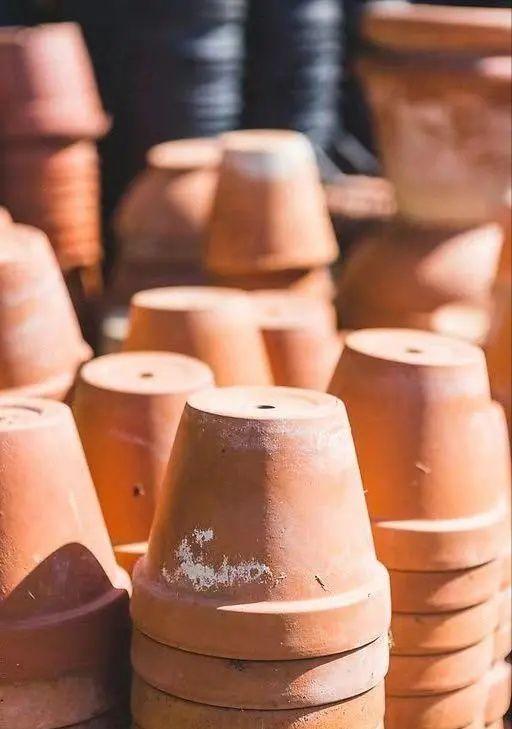 养死绿植的主要原因,绿植养护常见疾病及处理方法