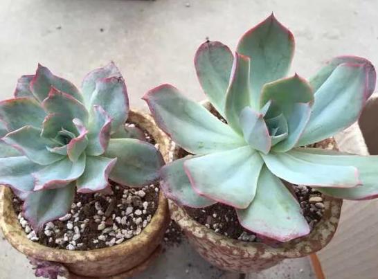 多肉植物夏天养护及浇水技巧经验,多肉植物什么时间段晒太阳最好