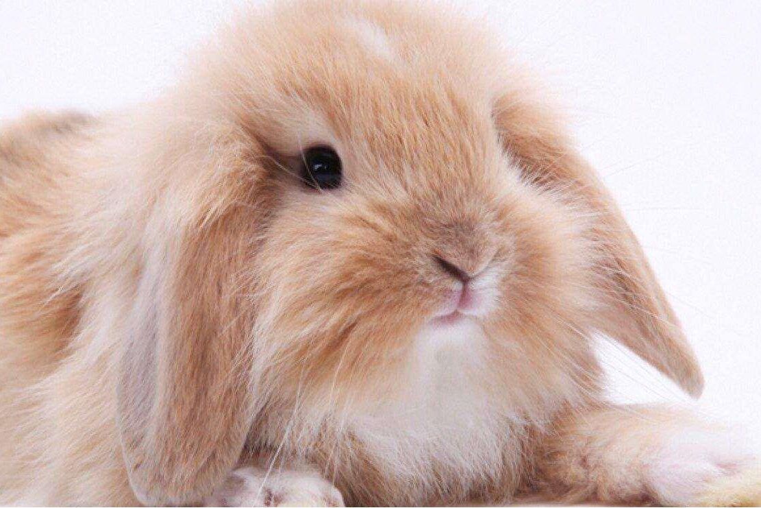 笼养兔子如何解决兔子粪便问题,养兔小妙招兔子大便怎么处理