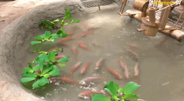 小哥哥徒手建房子,小伙为流浪狗打造温馨的城堡