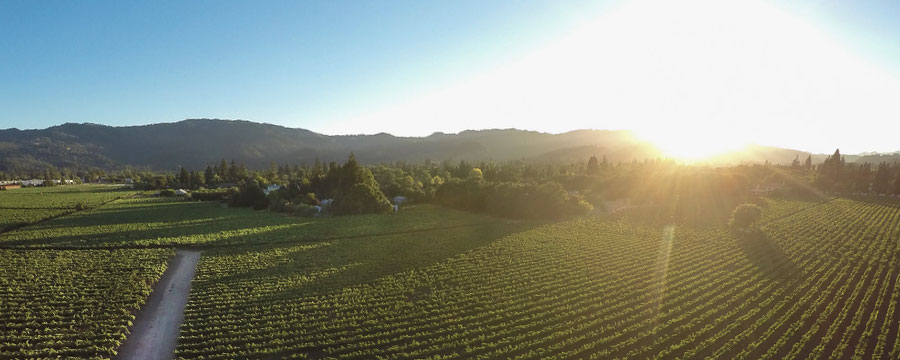 vdp灰皮诺,马斯乔灰皮诺