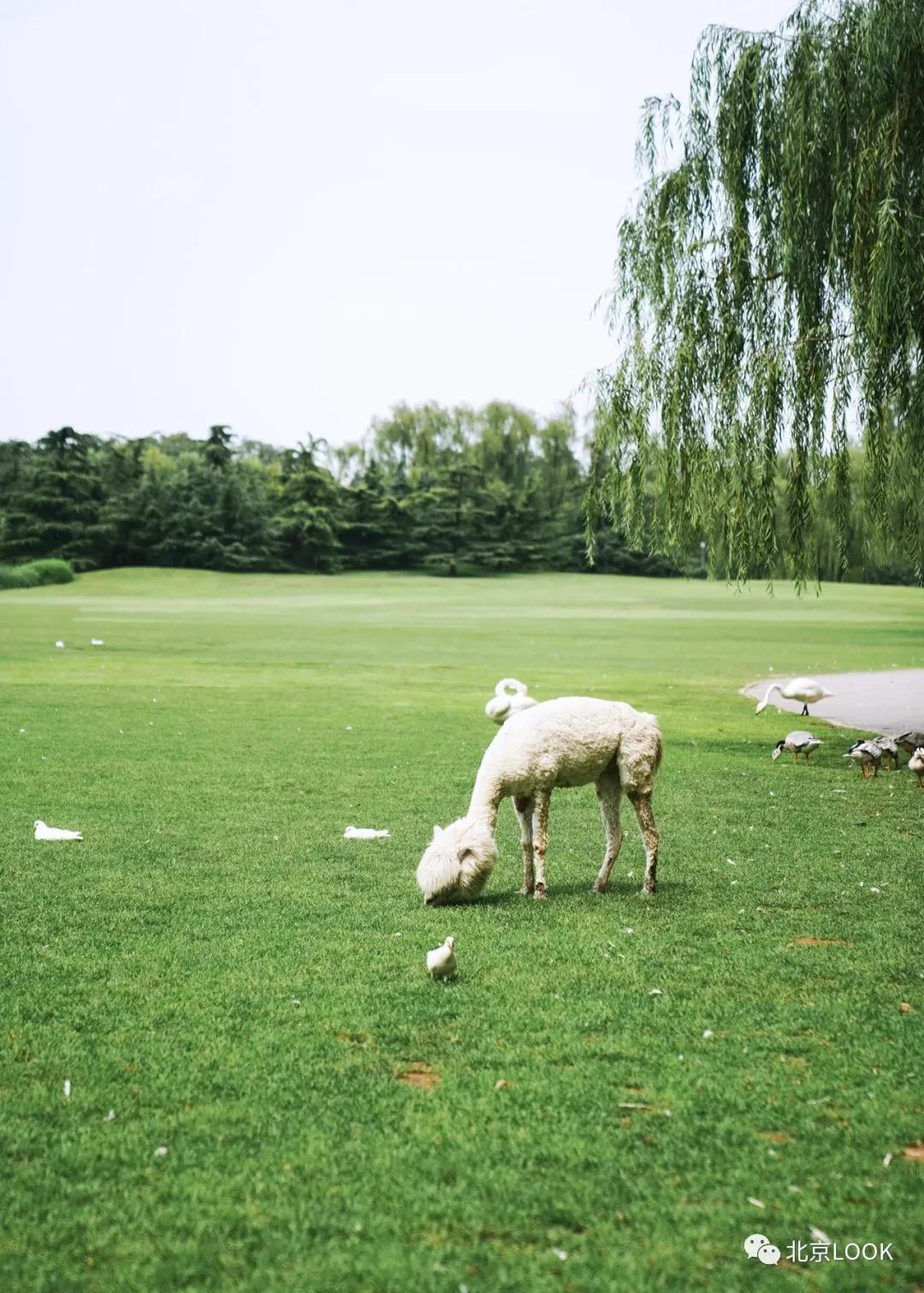 北京动物资源分布图,北京野生动物种类大全图片