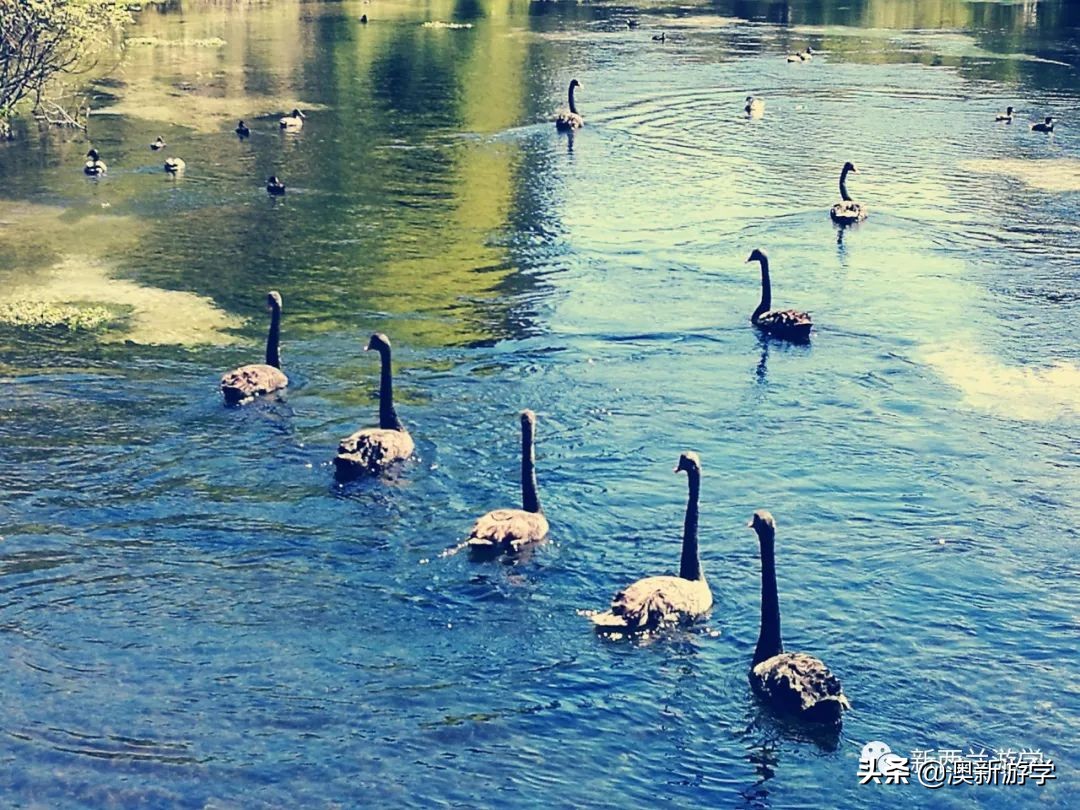 新西兰北岛自驾游攻略,新西兰北岛攻略3日行程规划