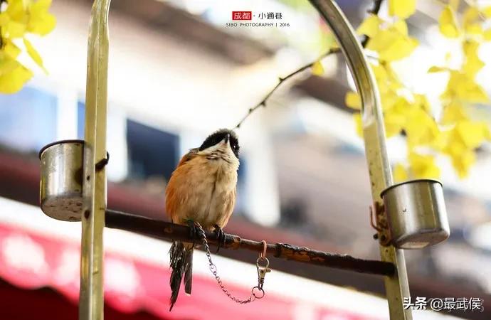 成都318自驾路线必去小众的景点,成都小众但值得去的地方