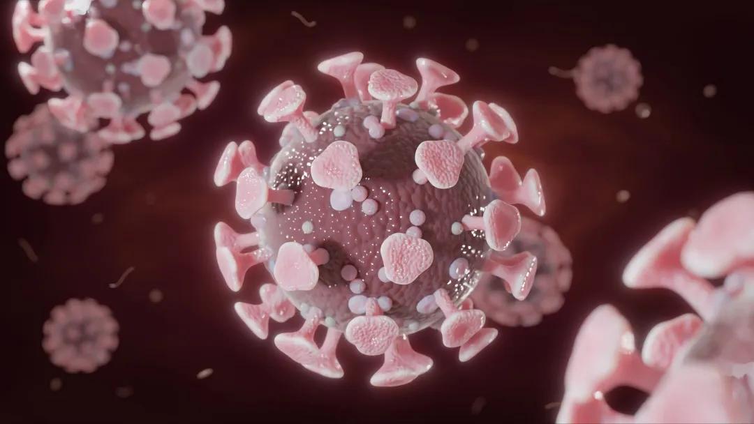 猪非瘟病毒症状,猪流感和新冠状病毒区别