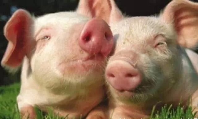 养猪真的很难吗,养猪难不难的问题