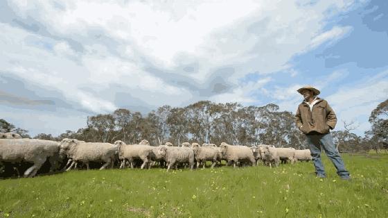 澳洲绵羊油哪款补水保湿效果好,澳大利亚哪个牌子绵羊油滋润保湿