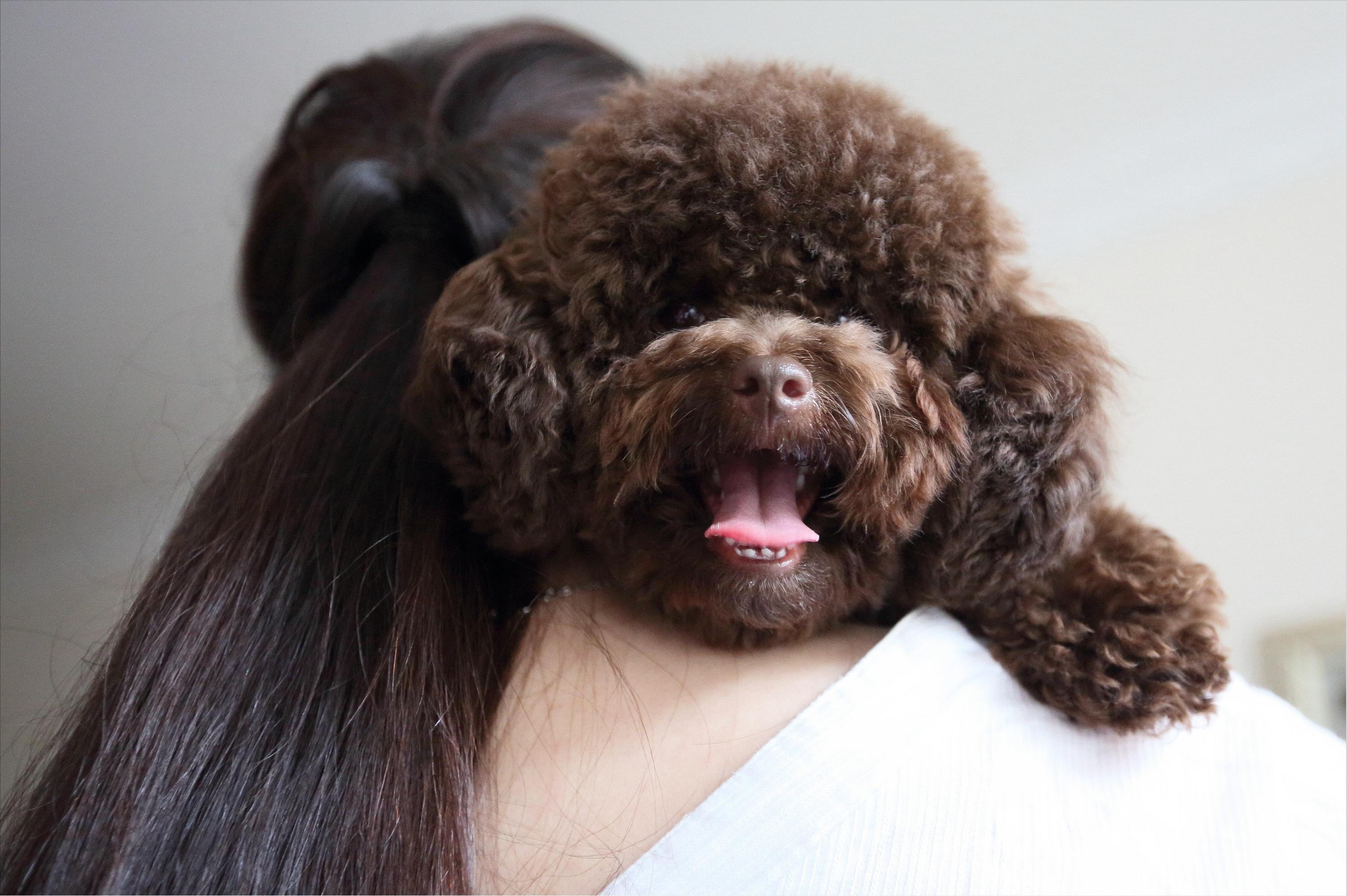 怎么养泰迪才会养得非常好,养泰迪的正确方法和注意事项