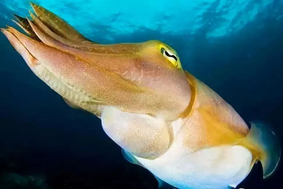 舟山特色美食之海鲜,舟山海鲜美食推荐