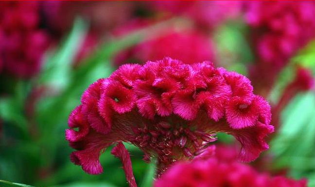 鸡冠花诗词赏析,鸡冠花的诗句及赏析