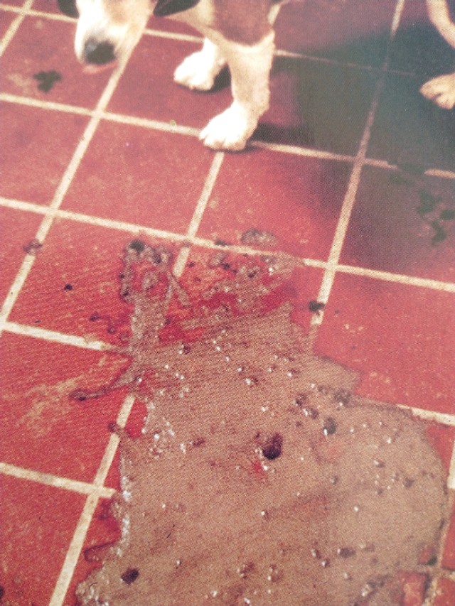 犬猫常见的疾病,宠物猫腹泻的解决方法