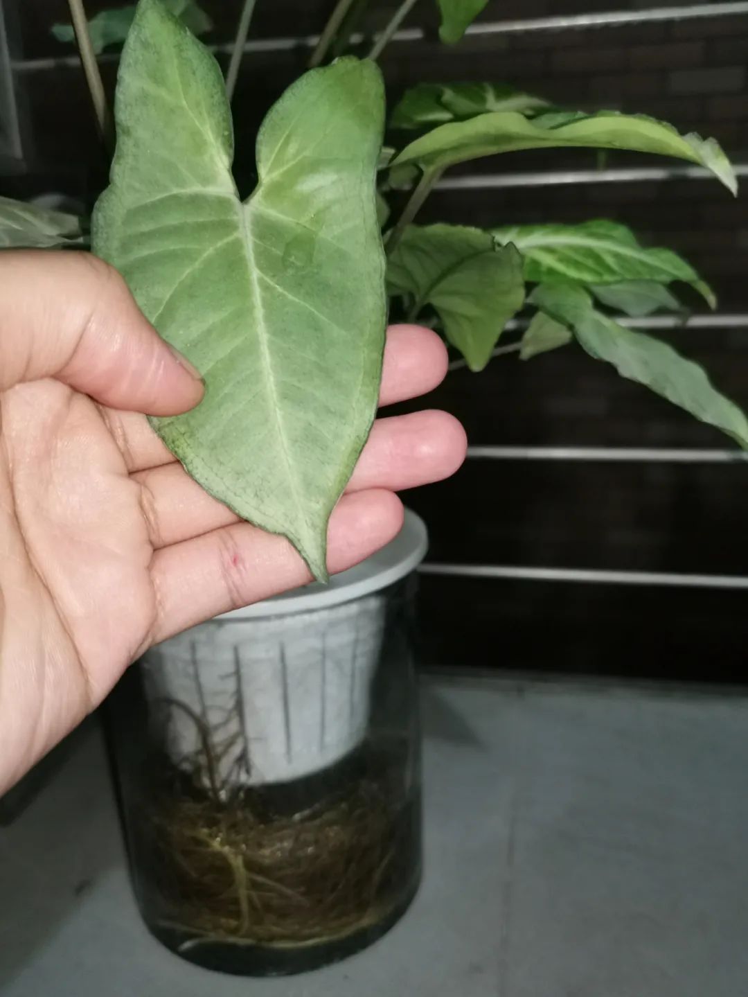 水培合果芋怎么修剪,合果芋水培根系发达吗