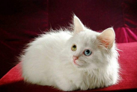 猫咪口吐白沫需要做什么检查,猫咪口吐白沫怎么办