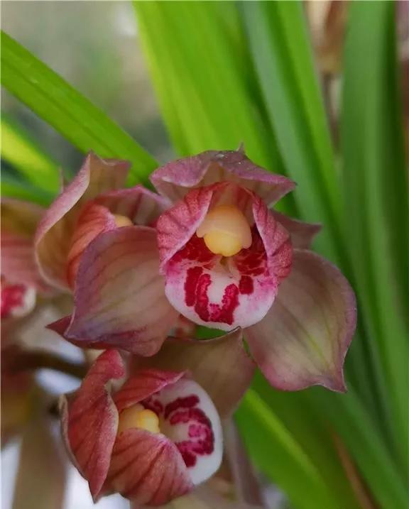 四川雅安早年出产的一颗春剑荷瓣，后来成为花中极品