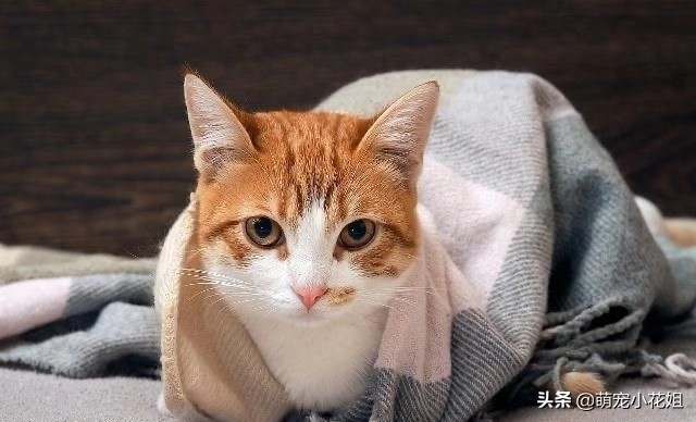 猫咪挠耳朵都快破了是怎么回事,猫咪得了猫癣挠耳朵怎么办