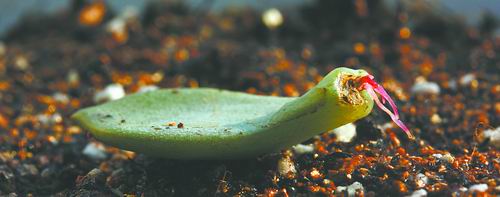 多肉掰一瓣就能插活？植物的伤口“痛”并“快活”