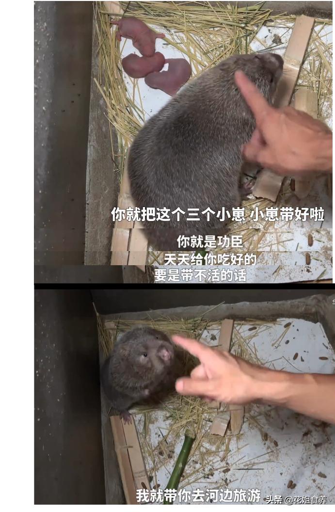 华农兄弟中暑事件,华农兄弟竹鼠中暑拿去河边