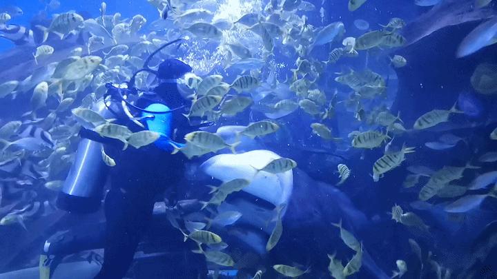 「广元卡尔海洋世界」海洋科普—鳐鱼：其实，我是被压扁的鲨鱼